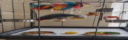 Parrots birds for sale: African Grey Parrot for Sale-Moving Abroad in London - Advert 4