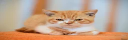 British Shorthair cats for sale: British shorthair kittens  - Advert 6