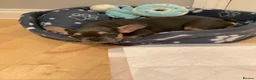 French Bulldog dogs for sale: Gorgeous girl  - Advert 6