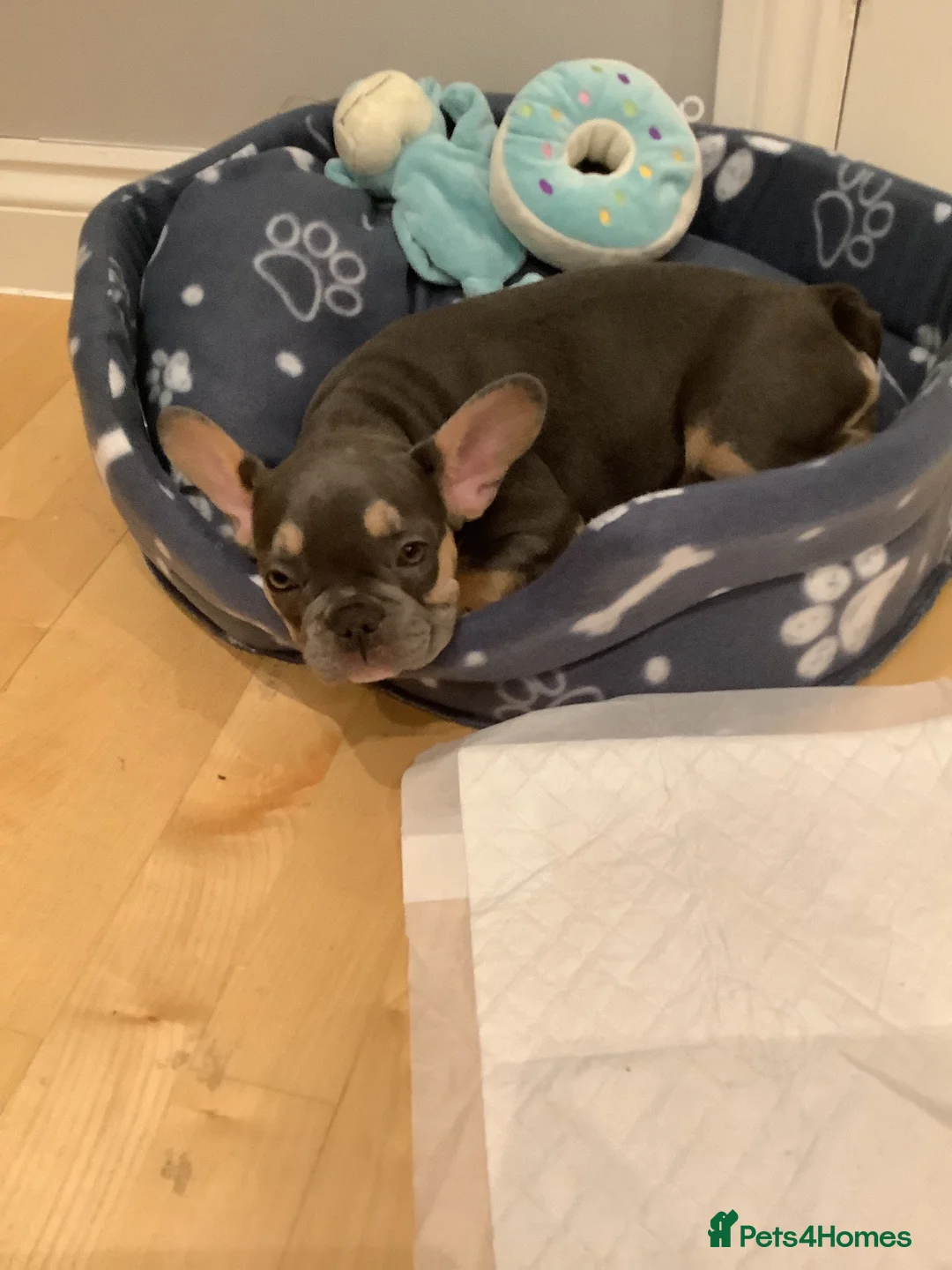 French Bulldog dogs for sale: Gorgeous girl  - Advert 6