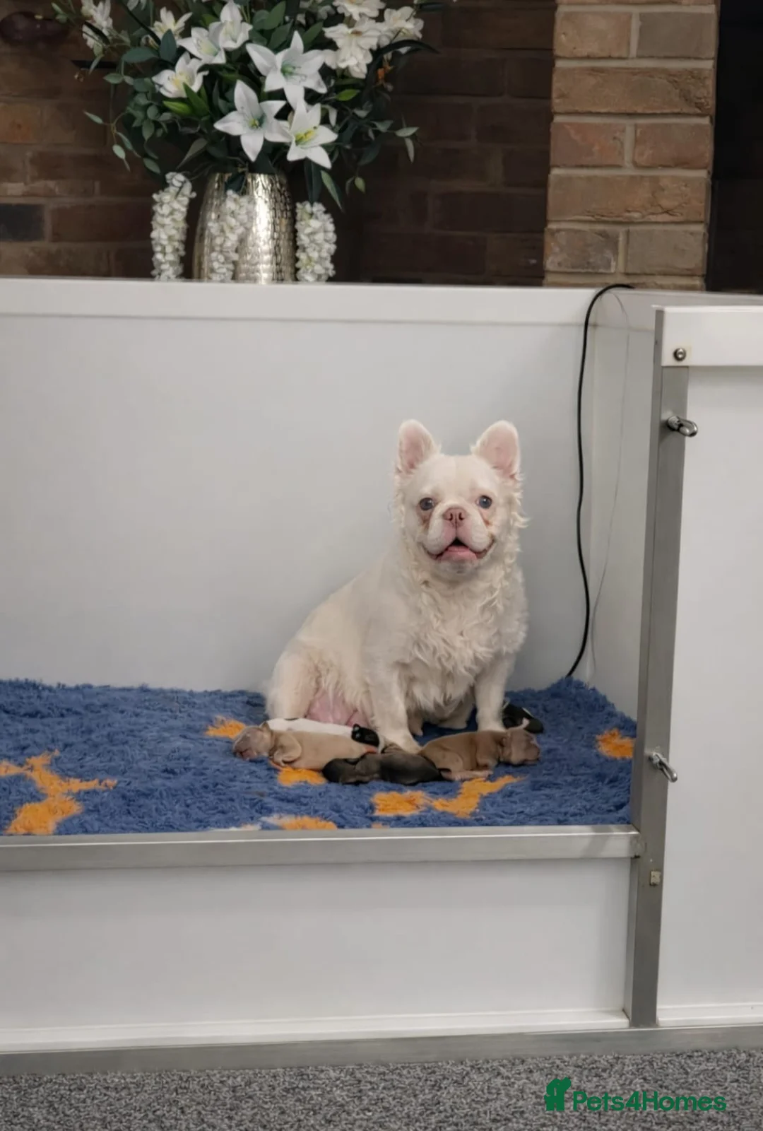 French Bulldog dogs for sale: Adorable fluffy floodle french bulldogs - Advert 7