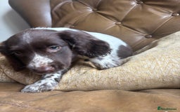 Sprocker dogs for sale: 8 glorious sprocker pups  - Image 32