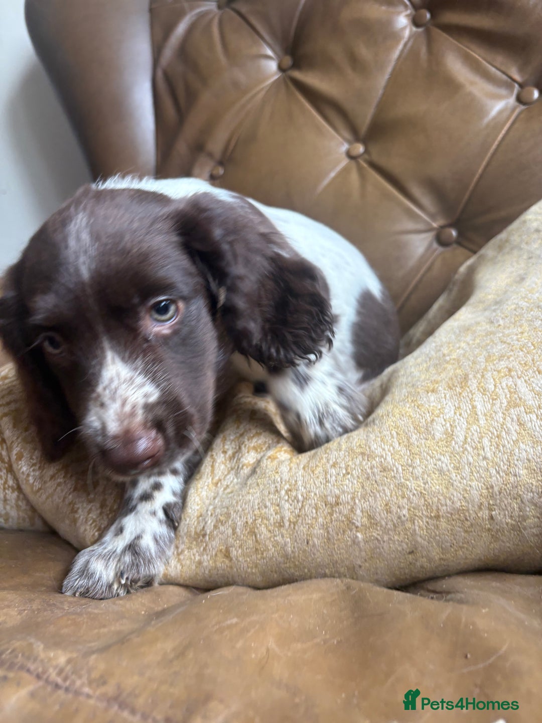 Sprocker dogs for sale: 8 glorious sprocker pups  - Image 32
