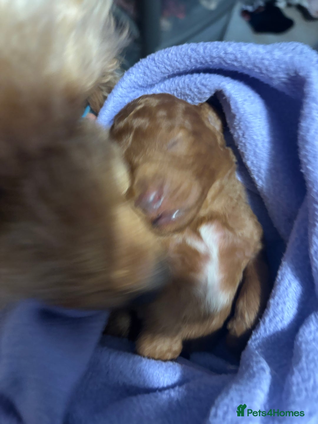 Labradoodle dogs for sale: Gorgeous red fox labradoodle  - Advert 4