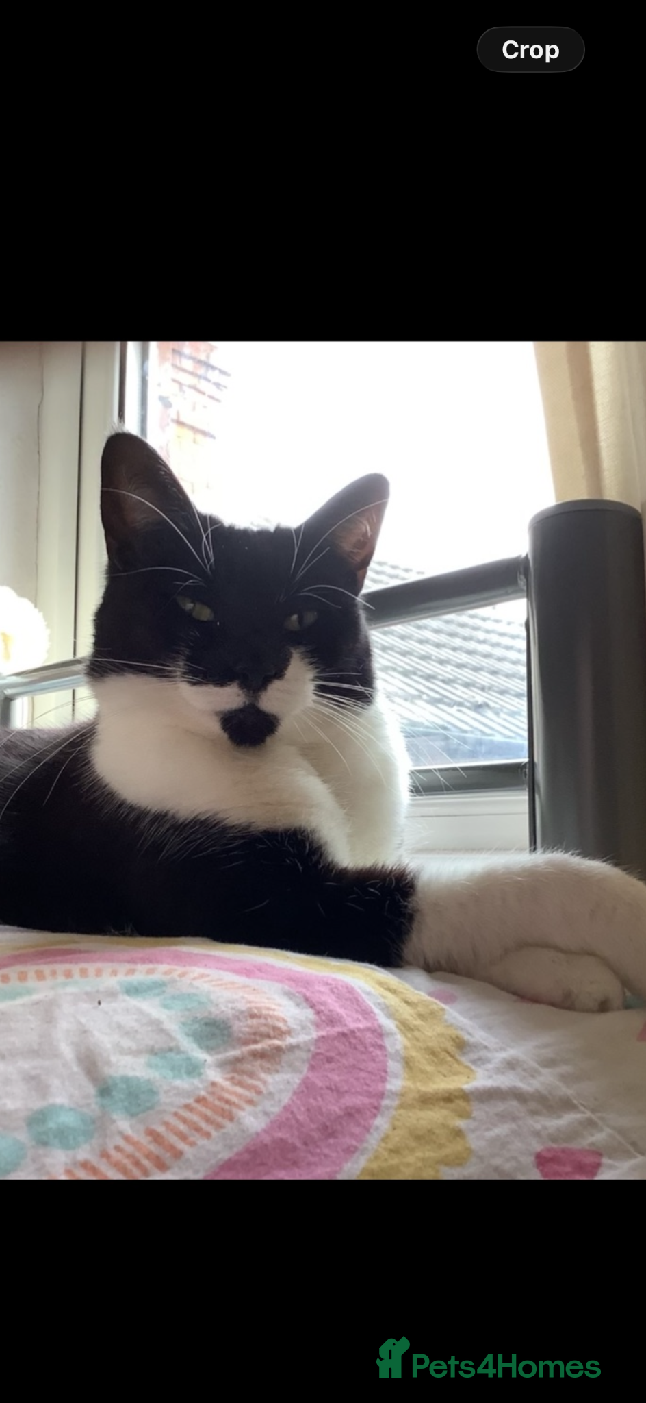 Mixed Breed cats Moon, female, 10 years  - Advert 3
