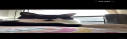 Mixed Breed cats for sale: Moon, female, 10 years  - Advert 1
