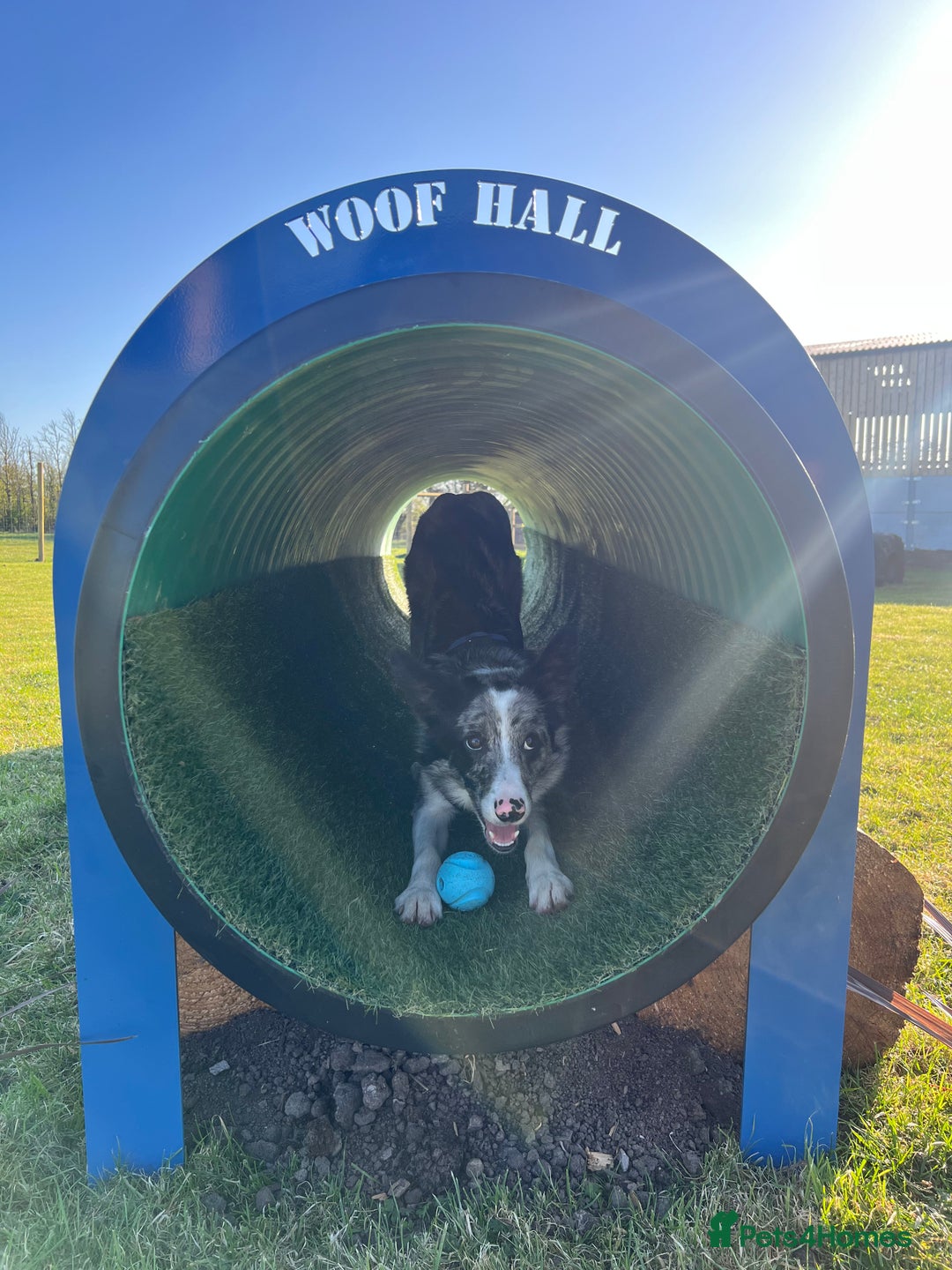 Border Collie dogs for sale: Merle border collie male  - Advert 4
