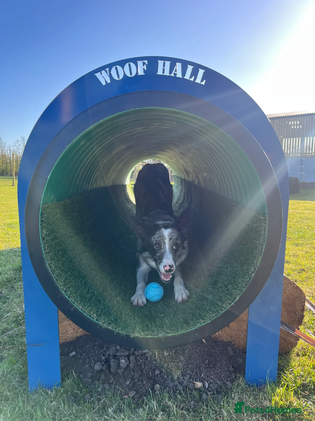 Border Collie dogs for sale: Merle border collie male  - Advert 4