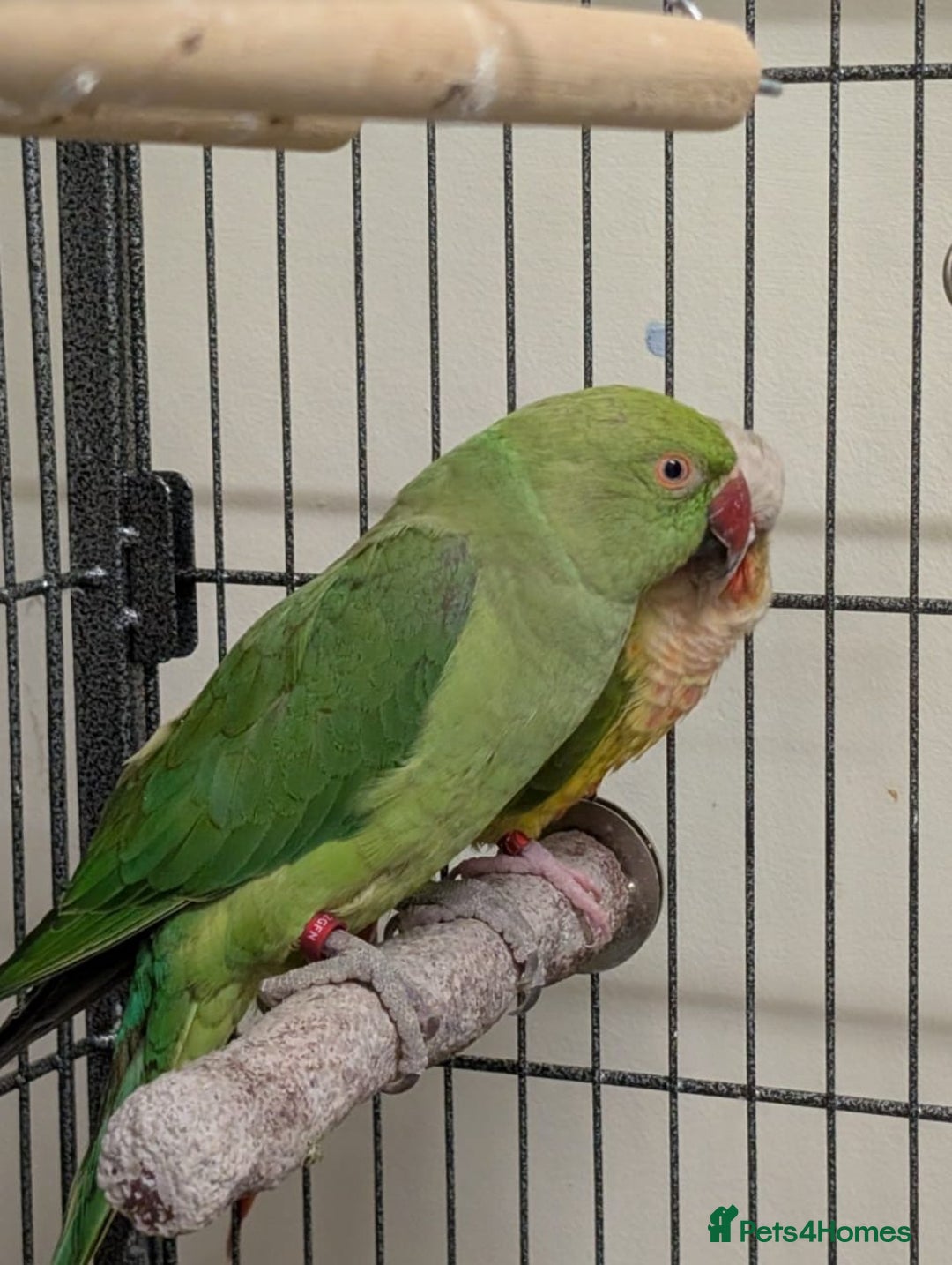 Ringnecks birds for sale: Bonded Pineapple Conure and Indian Ringneck - Advert 3