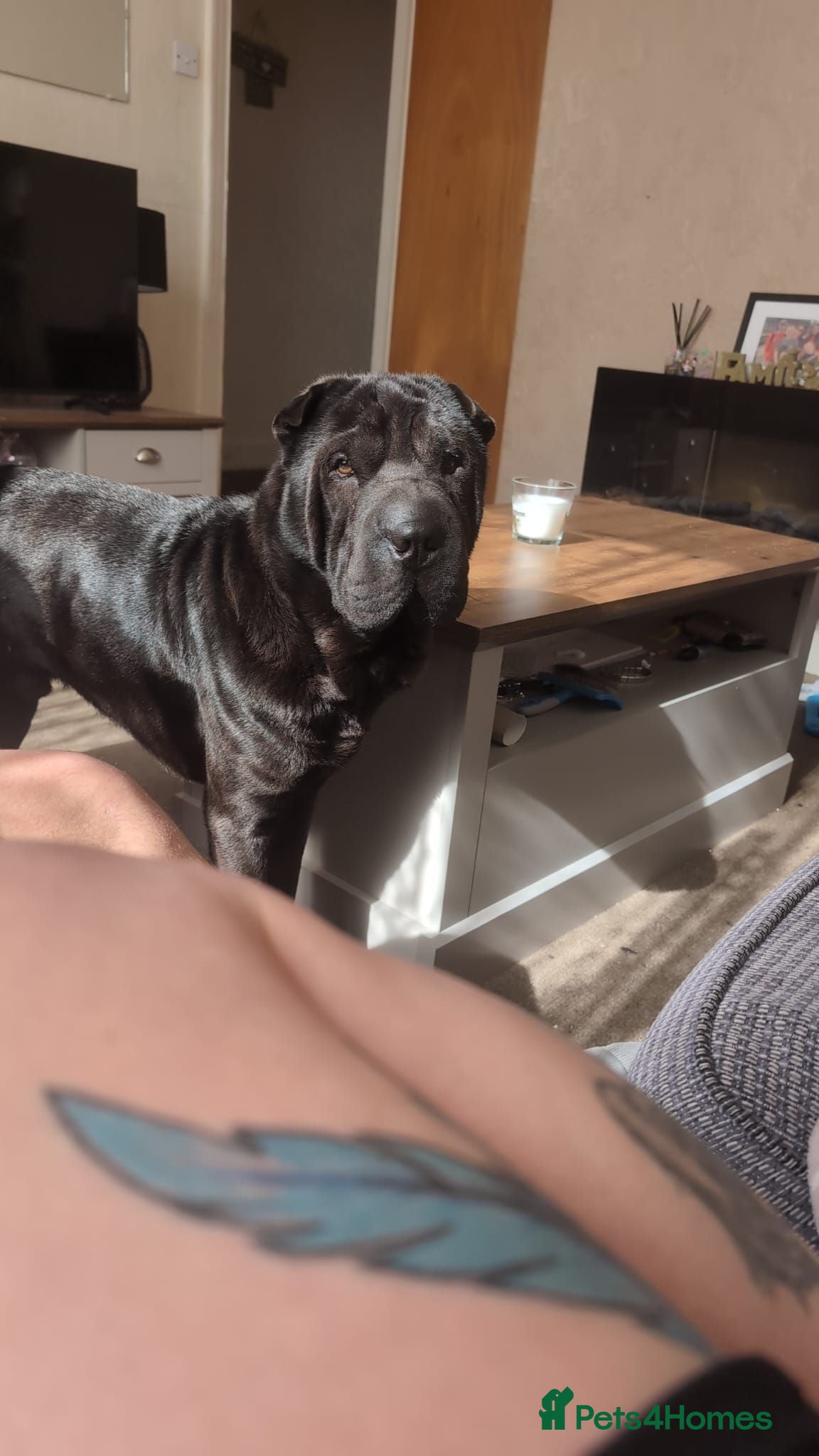 Mixed Breed dogs Chow Pei For Sale - Advert 2