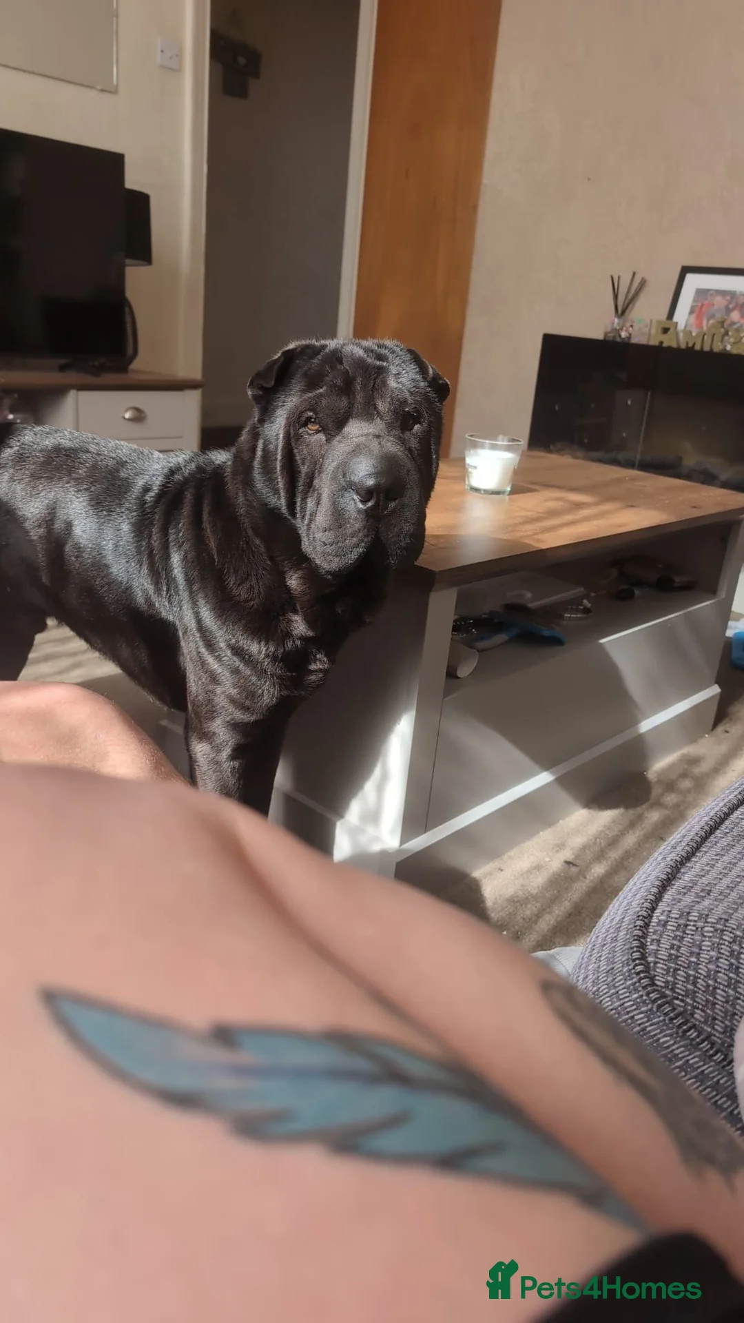 Mixed Breed dogs for sale: Chow Pei For Sale in Blyth - Advert 2