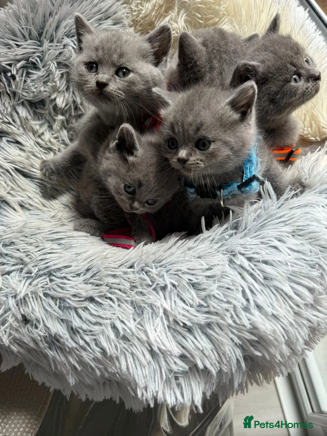 British Shorthair cats for sale: Blue British Shorthair Kittens | Pedigree - Advert 2
