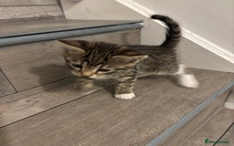 Domestic Shorthair cats for sale: Lovely 5 kittens for sale - Image 2