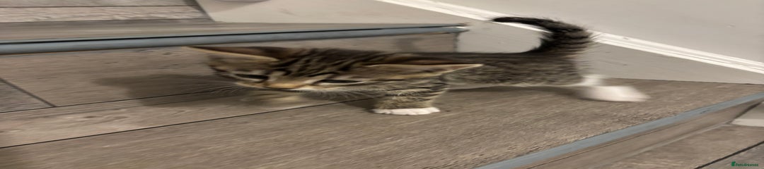 Domestic Shorthair Kitten 1