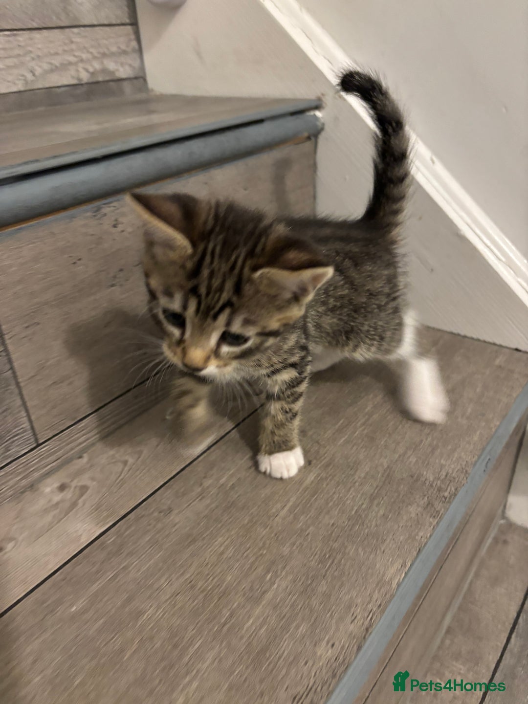 Domestic Shorthair cats for sale: Lovely 5 kittens for sale - Image 2
