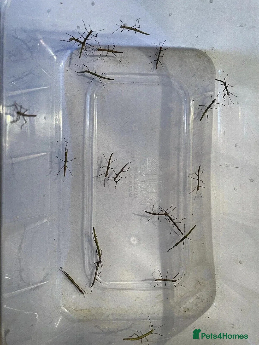 Stick Insects invertebrates for sale: Indian Stick Insect Colony inc Terrarium - Advert 11