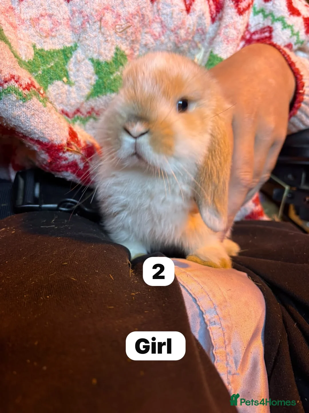 Mini Lop rabbits for sale: Super cute mini lops for sale  - Advert 2