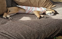 Mixed Breed dogs for sale: Lovely lily bullboxer  - Image 8