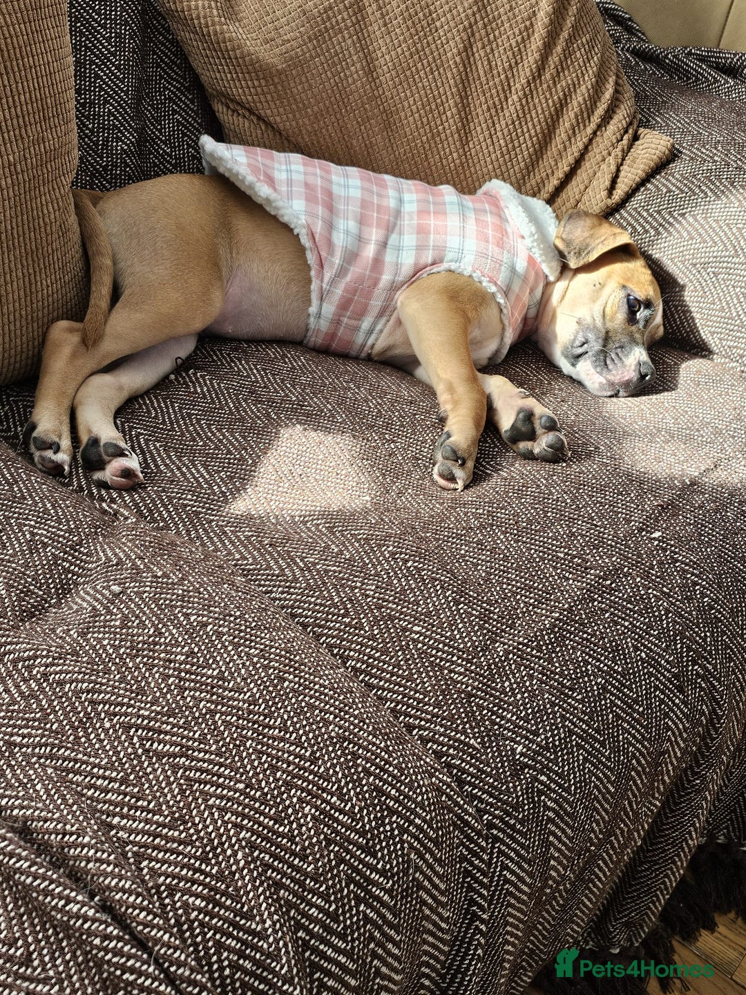 Mixed Breed dogs for sale: Lovely lily bullboxer  - Image 8