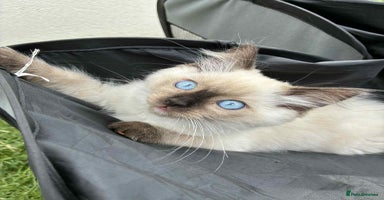 Ragdoll cats - Advert 15