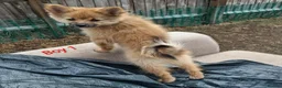 Pomeranian dogs for sale:  1 boys - Advert 23