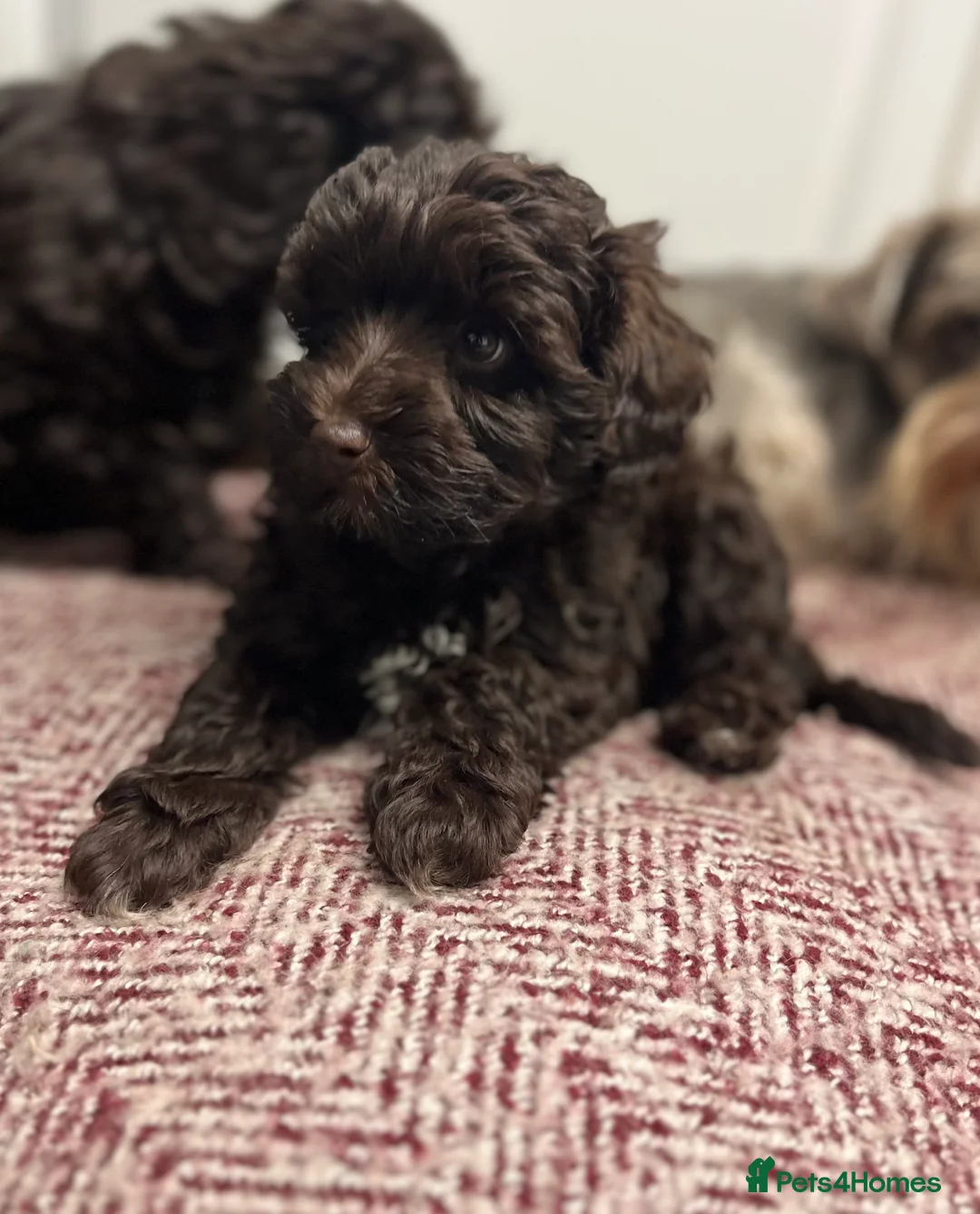 Toy Poodle dogs for stud: K.C Chocolate ToyPoodle at Stud in Coventry - Advert 25