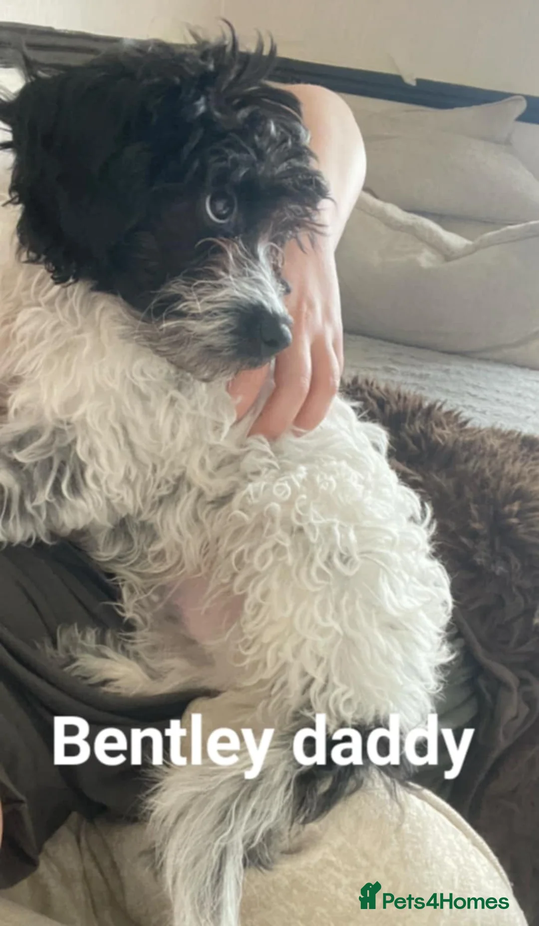 Cockapoo dogs for sale: The Magnificent fully-vaccinated Seven  in Romford - Advert 27