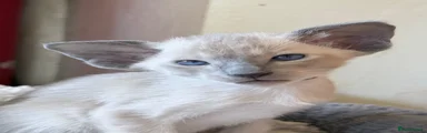Siamese 1