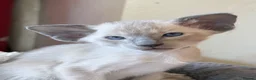Siamese cats for sale: New Litter of kittens - Advert 3