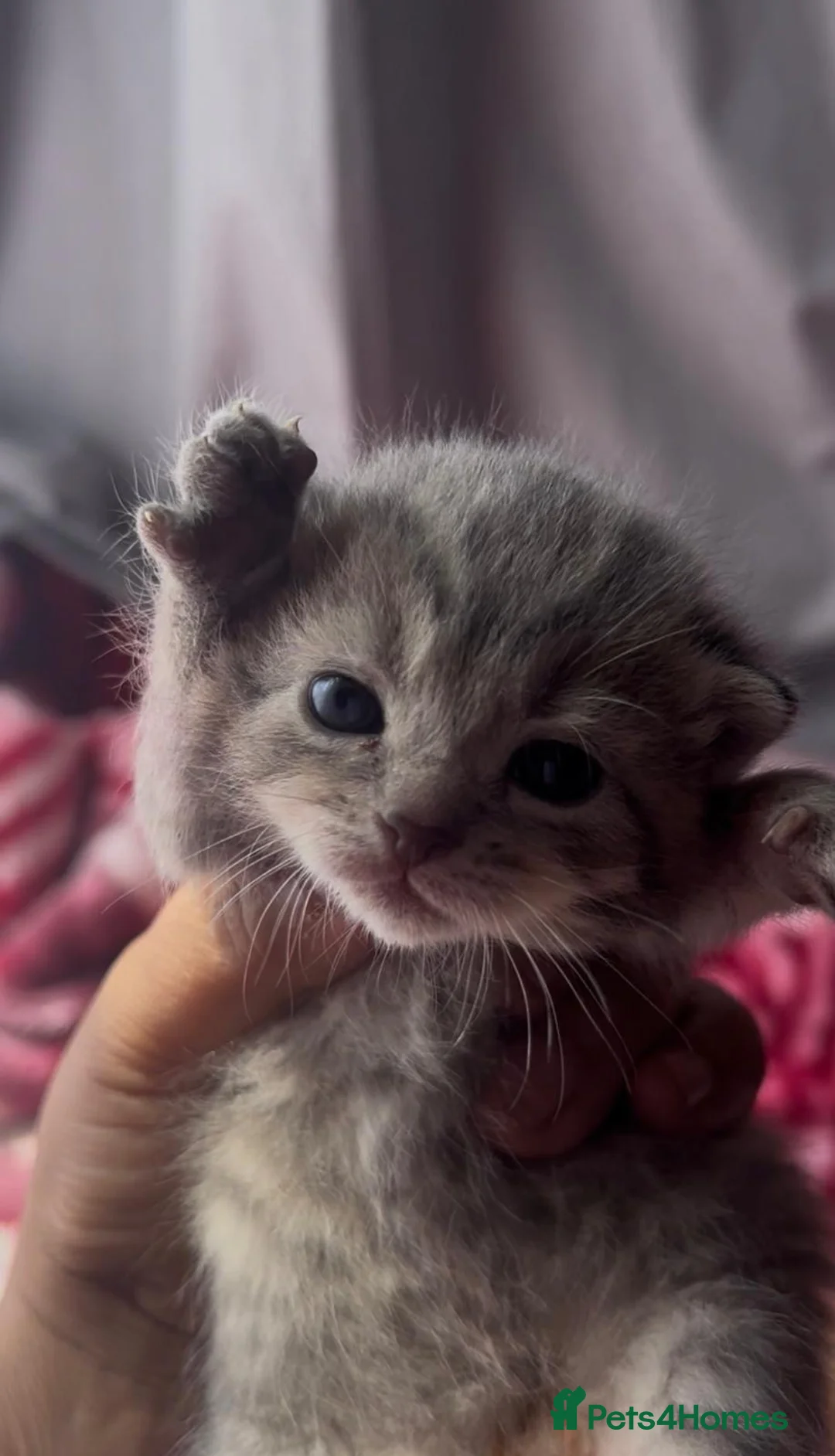 Mixed Breed cats for sale: Stunning kittens  - Advert 2