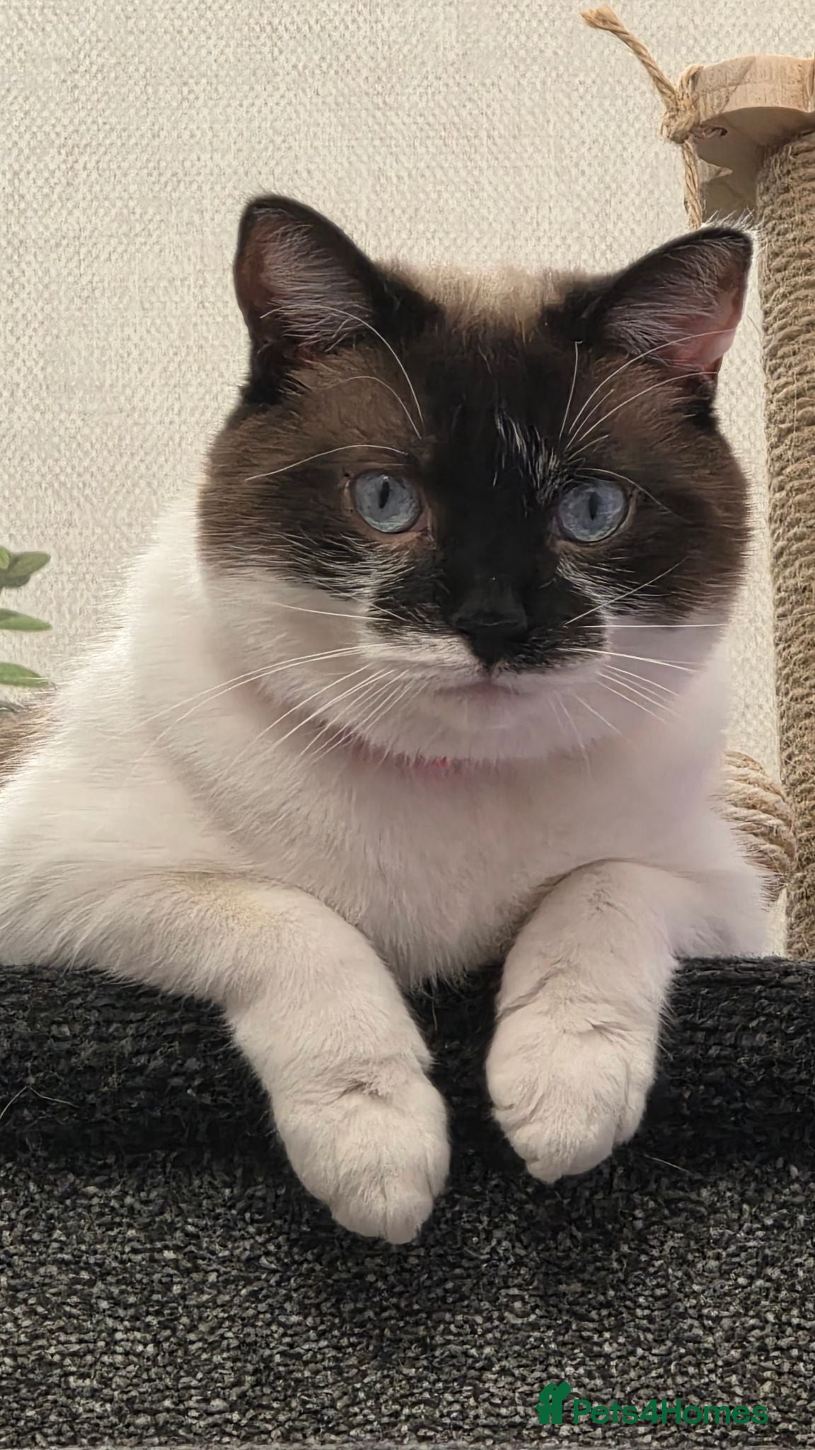 Mixed Breed cats 2 cats for sale - Advert 4