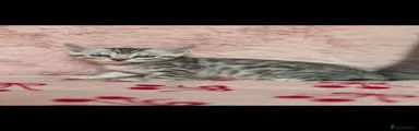 Mixed Breed 1