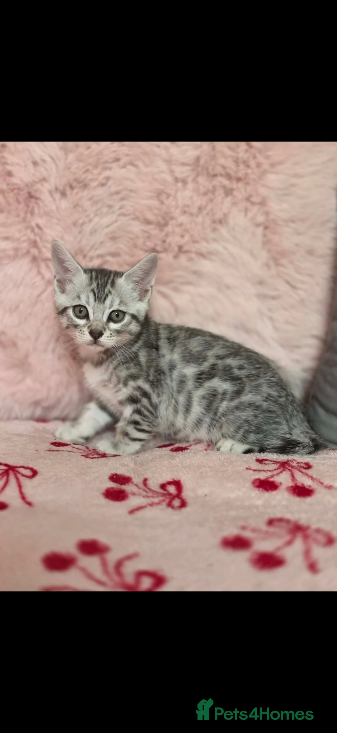 Mixed Breed cats for sale: Bengal x Maine coone kittens  - Advert 2