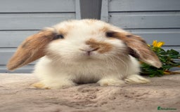Mini Lop rabbits for sale: Stunning mini lop babies - Image 9