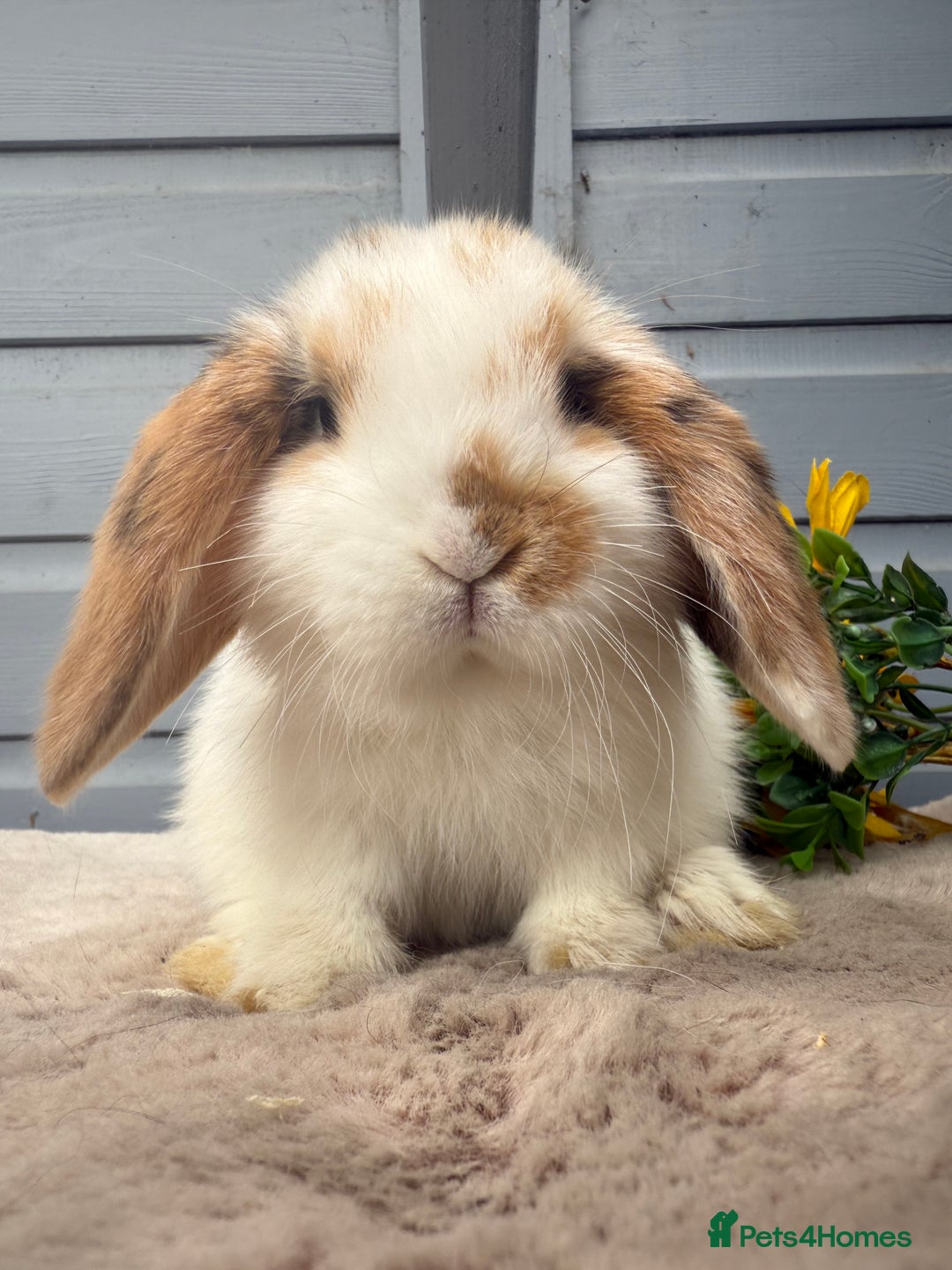 Mini Lop rabbits for sale: Stunning mini lop babies - Image 9
