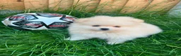 Pomeranian dogs for stud: ⭐⭐⭐ **** TEDDY FACED POMERANIAN STUD ⭐⭐⭐ - Advert 7
