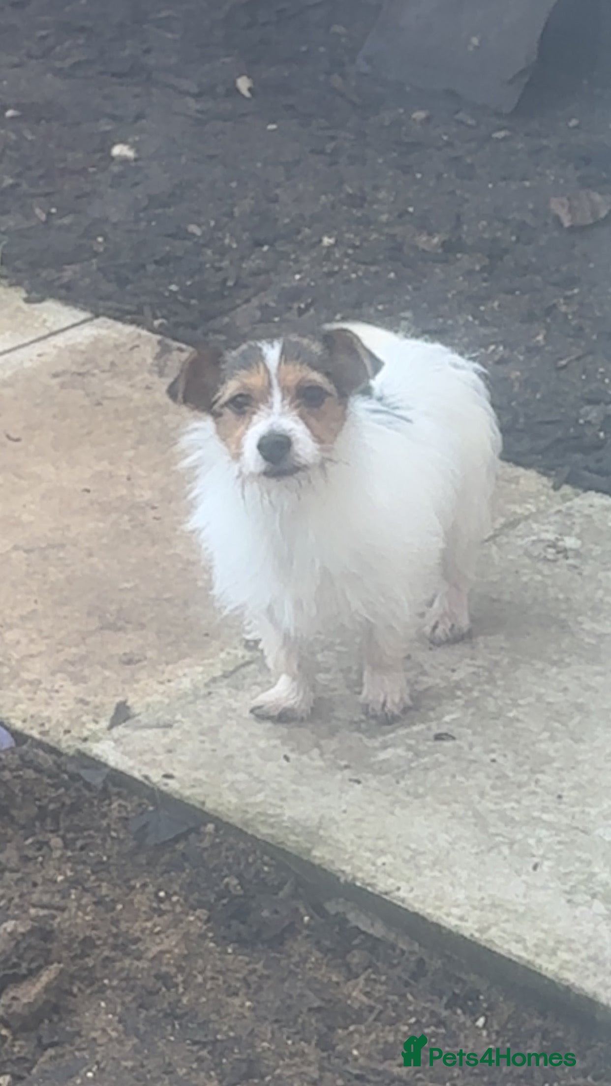 Jack Russell dogs Jack Russell boys  - Advert 1