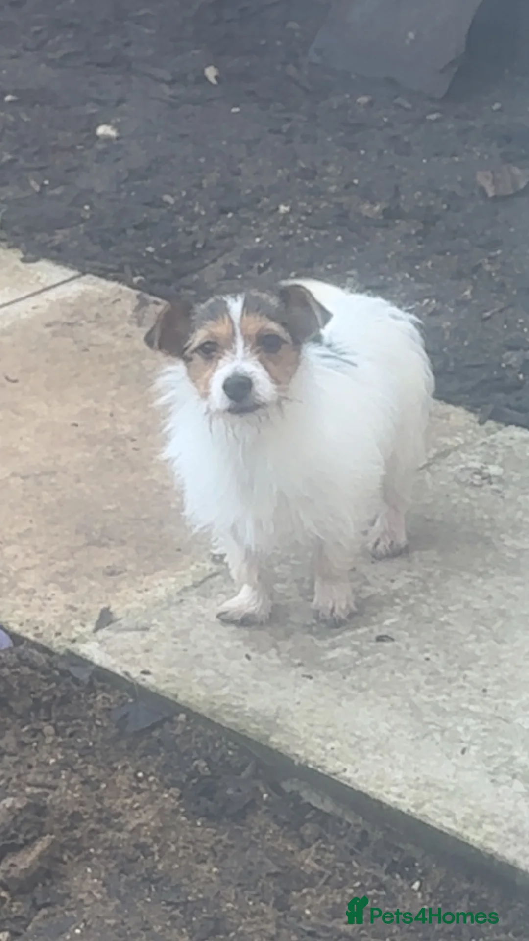 Jack Russell dogs for sale: Jack Russell boys  - Advert 1