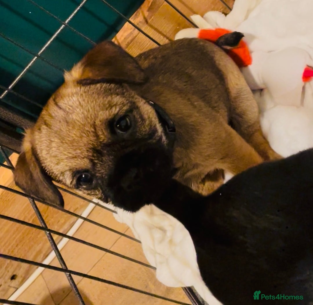 Border Terrier dogs for sale: 5 star BORDER TERRIERS PUP KC REG/SLEM CLEAR - Advert 7