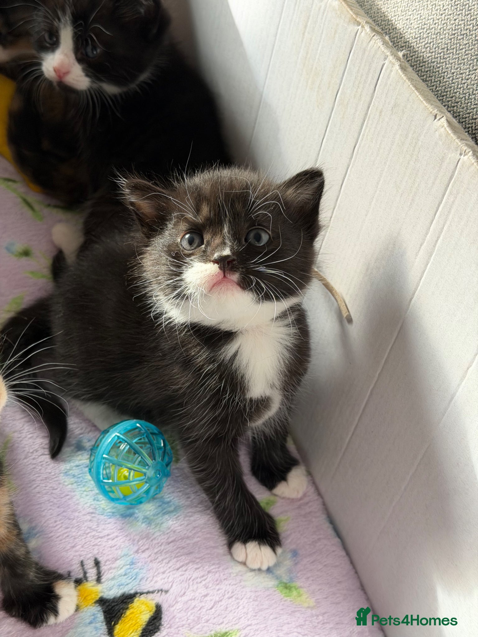 Domestic Shorthair cats Beautiful fluffy kittens ready in JUNE  - Advert 22