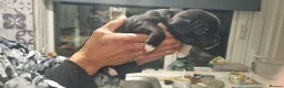 Staffordshire Bull Terrier dogs for sale: Staffordshire Bull Terrier KC Champion Lined - Advert 12