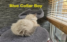 Ragdoll cats for sale: Beautiful ragdoll kittens - Image 5
