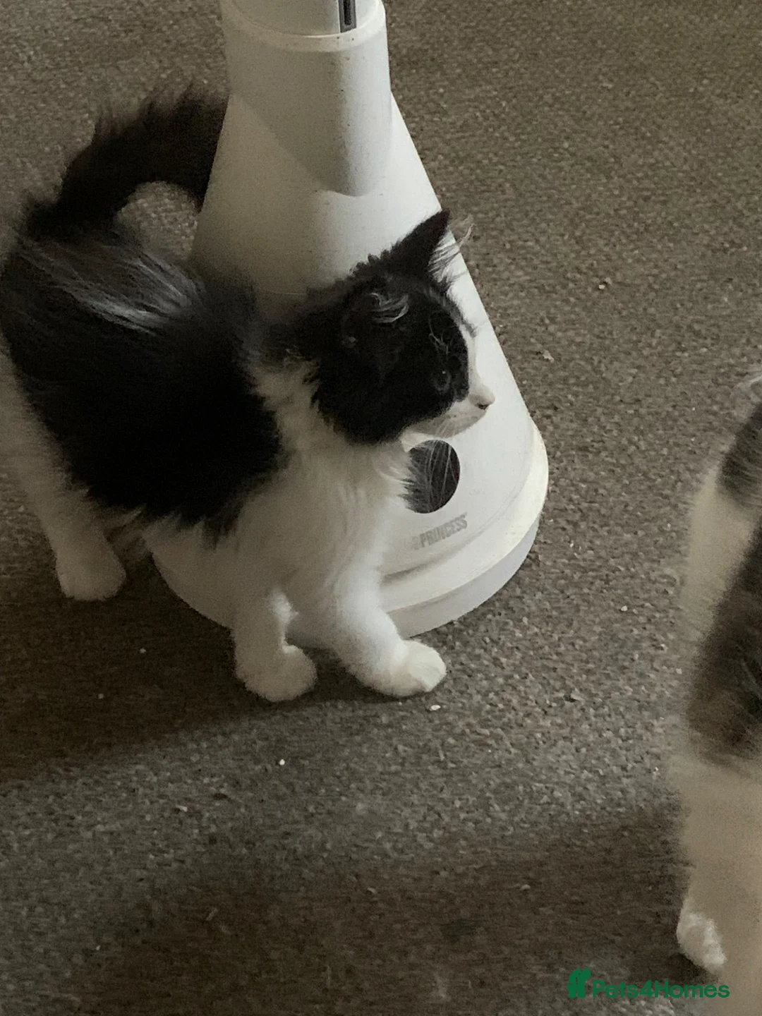 Mixed Breed cats for sale: Kittens in Peterborough - Advert 2