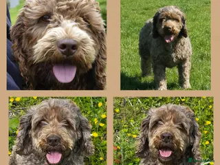 Miniature Poodle dogs OUTSTANDING CHOCOLATE F1 COCKAPOO FULLY DNA TESTED in Radstock - Advert 22