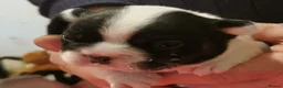 French Bulldog dogs for sale: Frenchbulldog Puppies - Advert 15