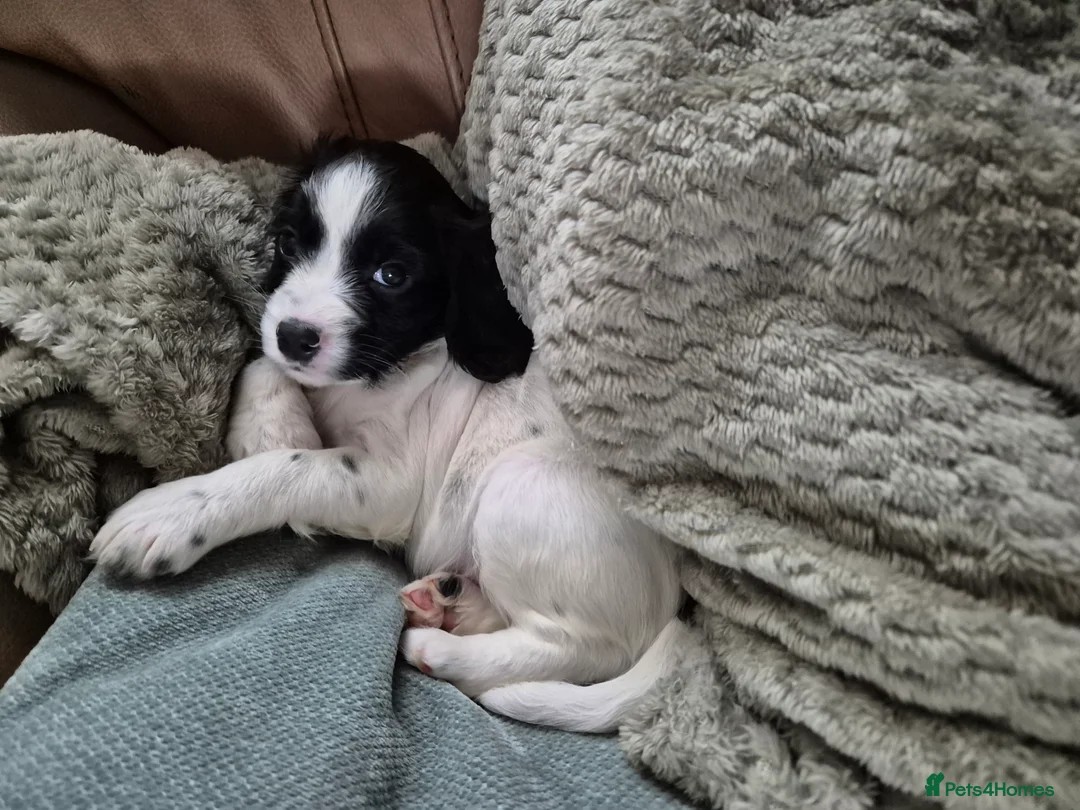 Cocker Spaniel dogs for sale: Cocker spaniel pups - Advert 2