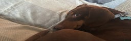 Dachshund dogs for sale: 2 and a half year old male - Advert 6