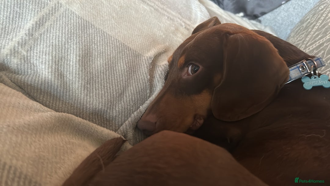 Dachshund dogs for sale: 2 and a half year old male - Advert 6