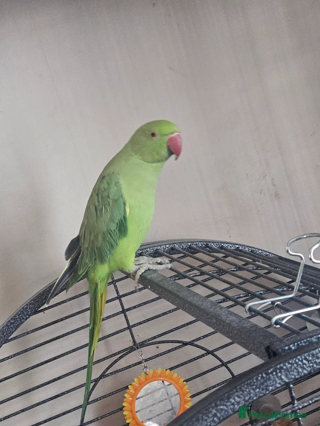 Ringnecks birds for sale: Lovely indian ring neck  - Advert 4