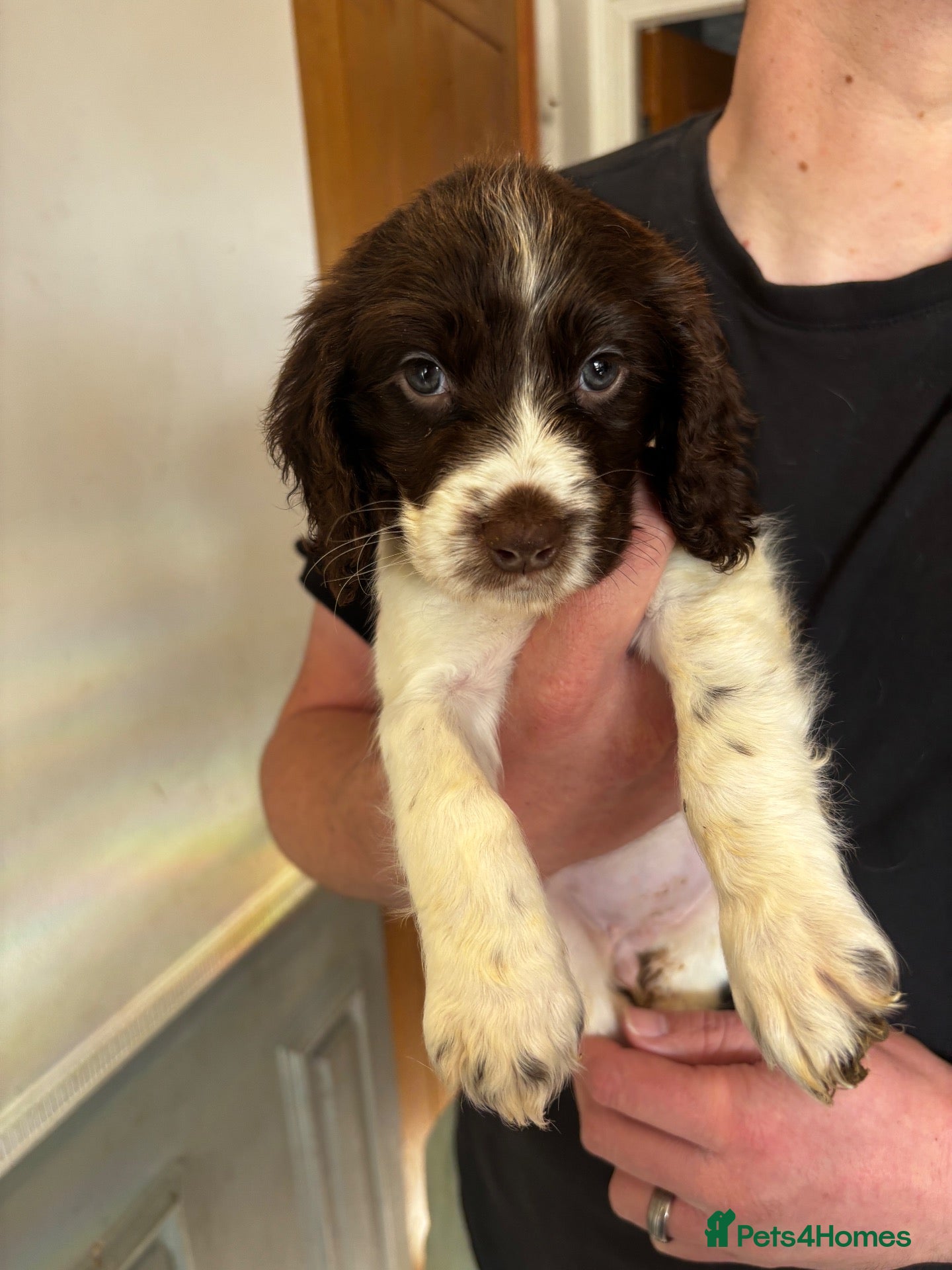 Cocker Spaniel dogs 1 stunning cocker spaniel girlie left - Advert 4